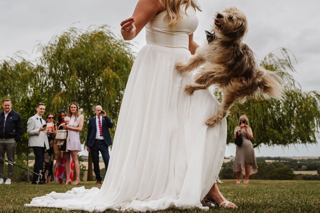 dog jumping across bride from best of 2025 wedding photography by Ben Lee Photography